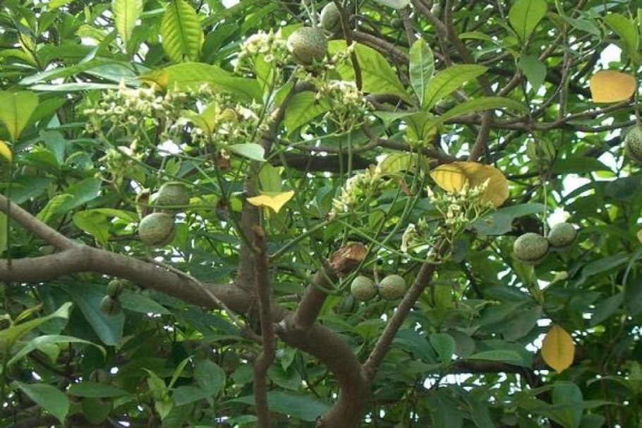 Воаканга Африканская,Voacanga africana фото