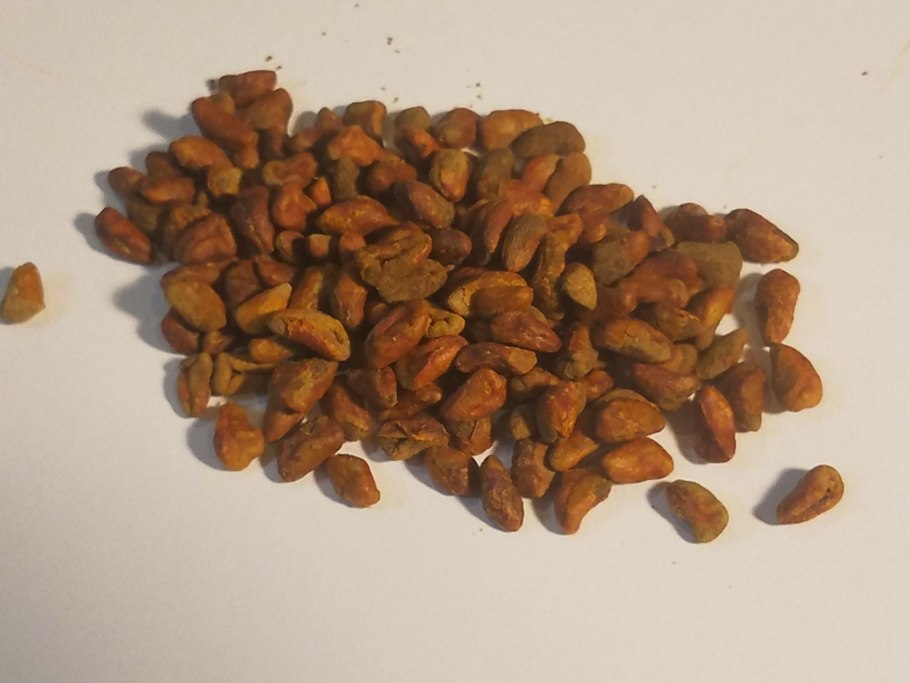 Carmichaelii Australis