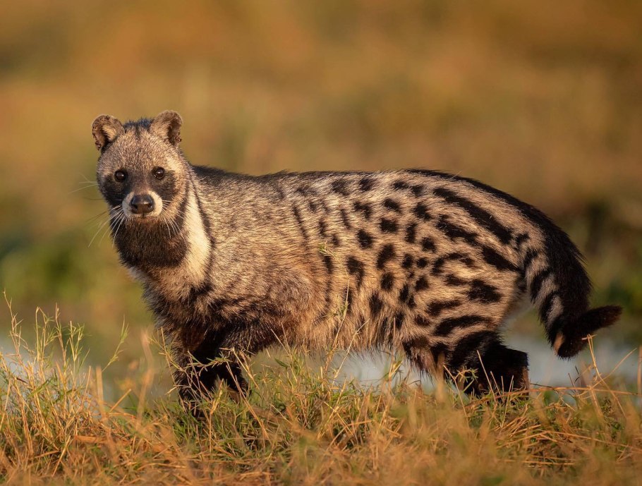 Африканская циветта