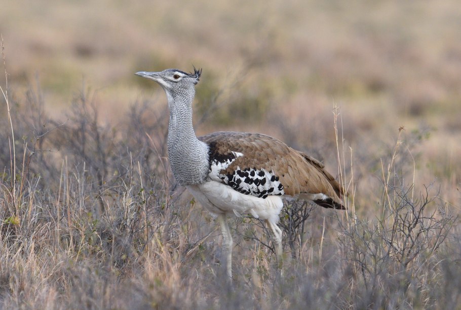Африканская большая дрофа