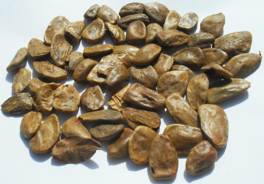 Seed extract