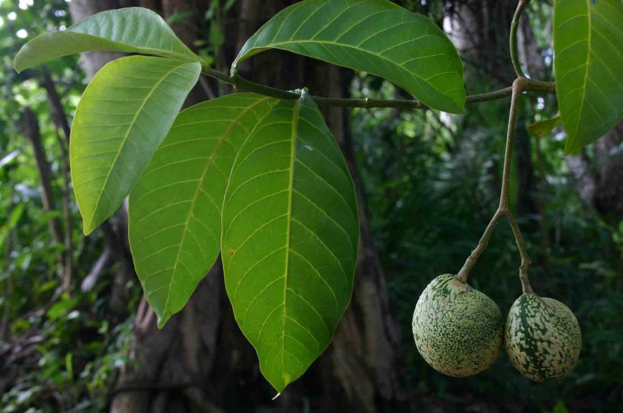 Воаканга Африканская,Voacanga africana