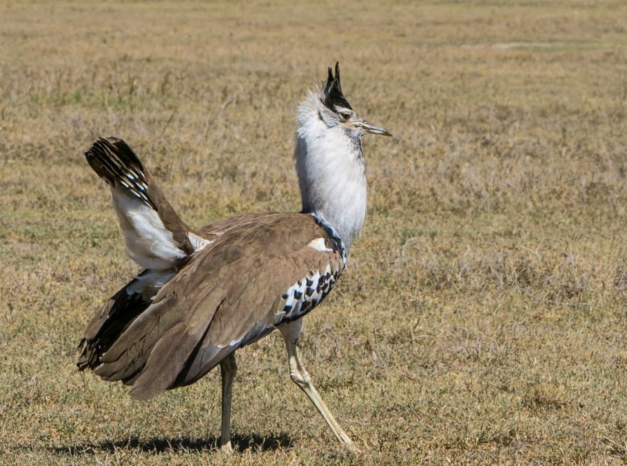 Дрофа степная птица