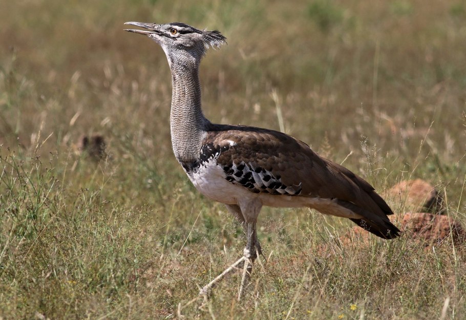 Радость племяных людей