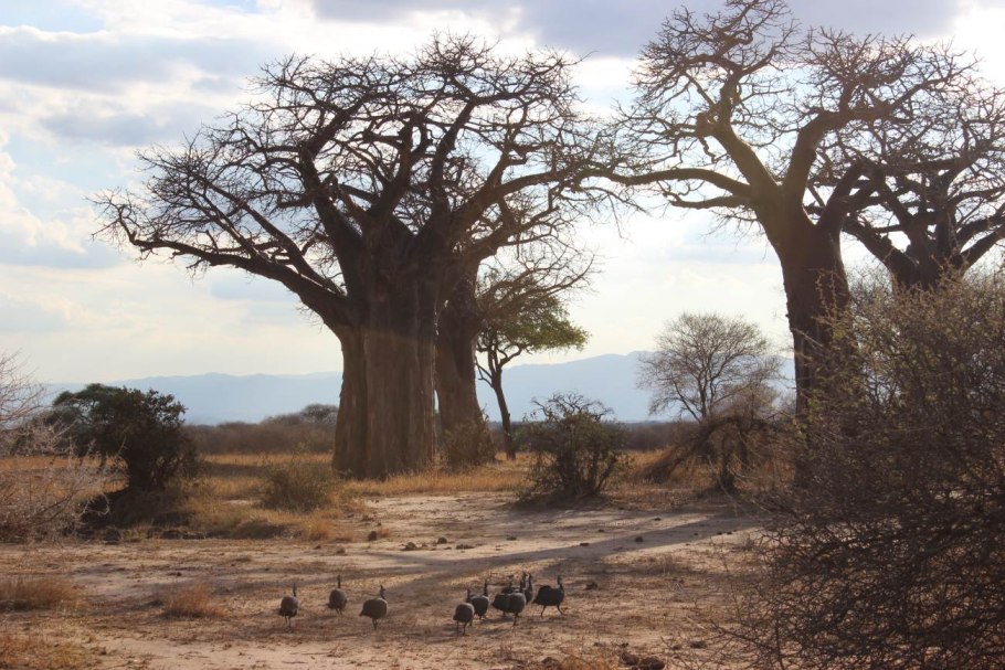 Афрошоу Маракаибо