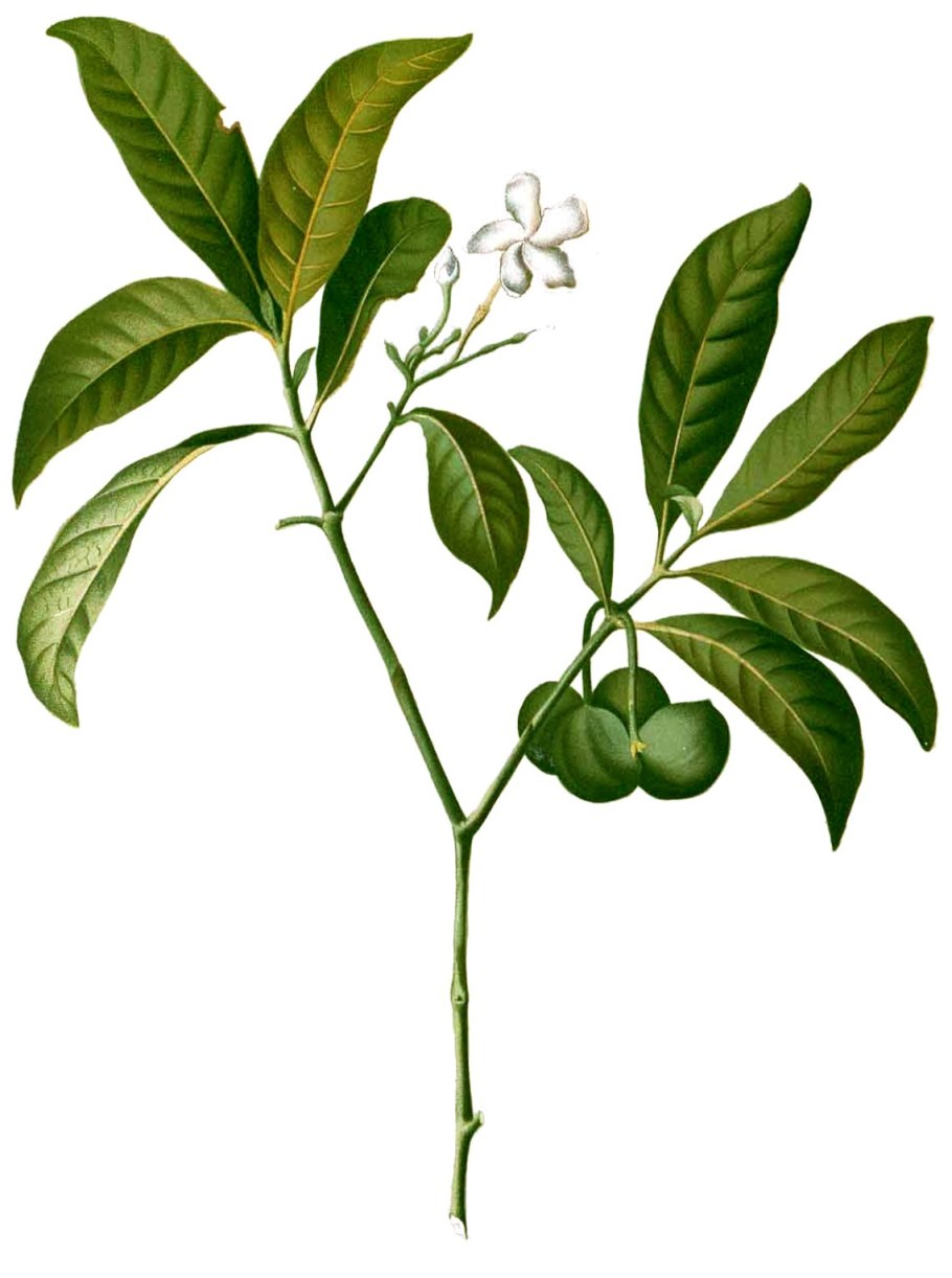 Гумилев в Эфиопии