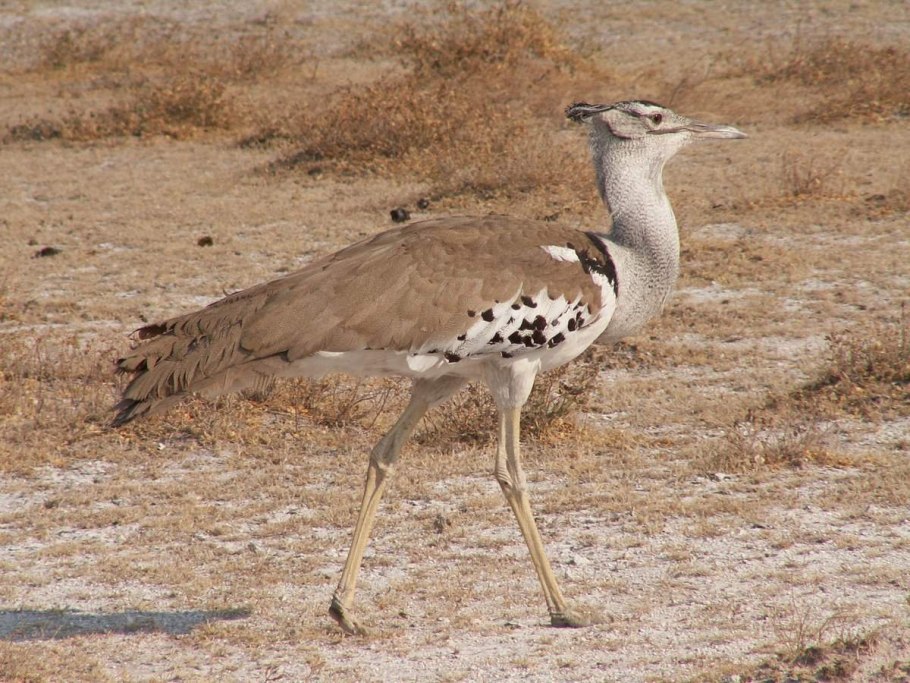 Kori bustard