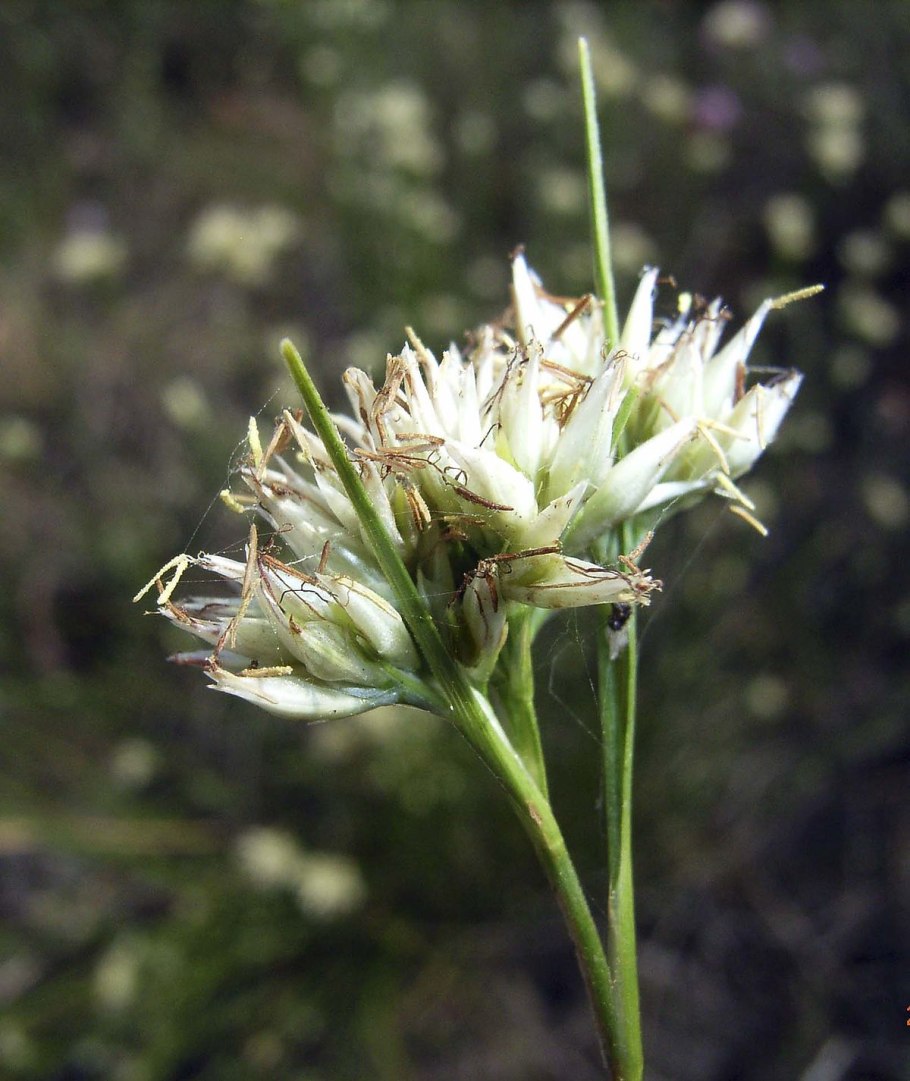 Rhynchospora Alba
