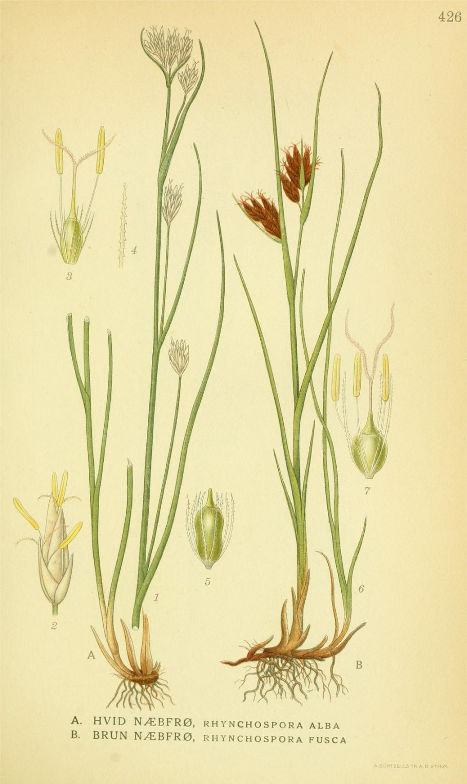 Stargrass болотник