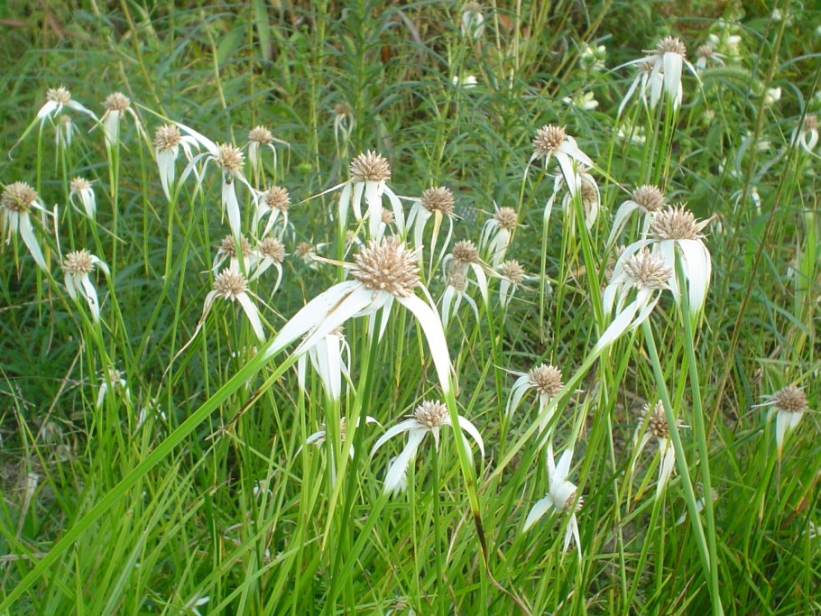Carex obtusata
