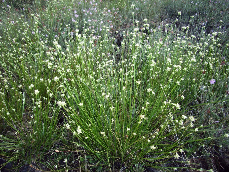Очеретник белый – Rhynchospora Alba