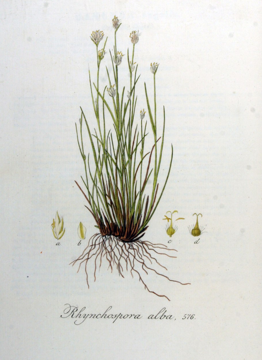 Осока притупленная – Carex obtusata