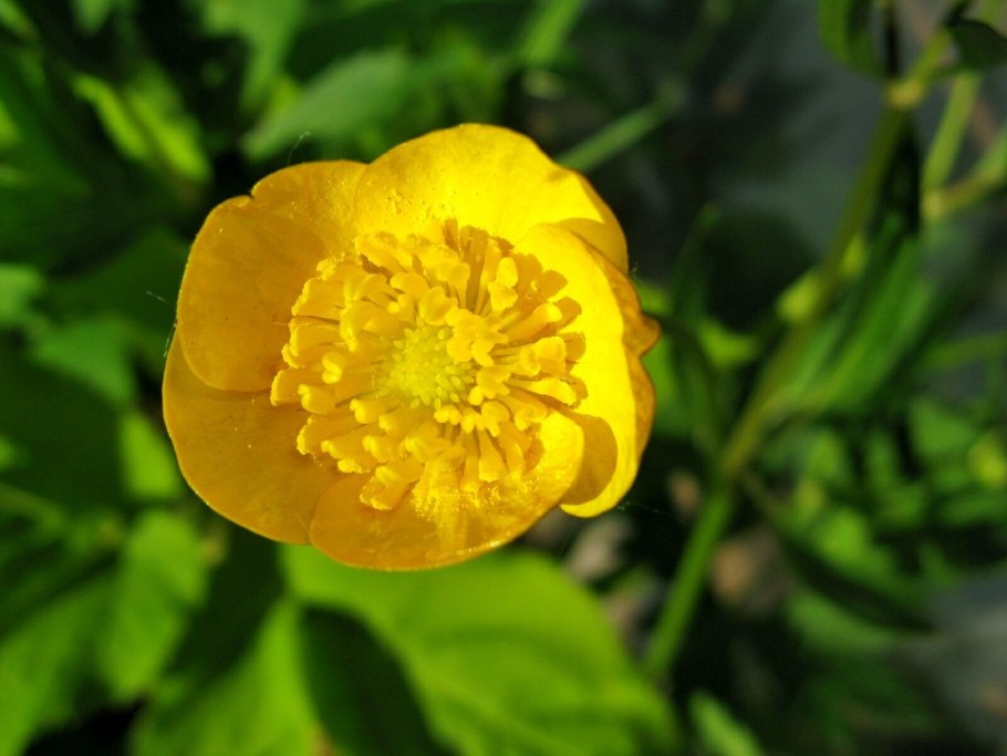 Растение лютик