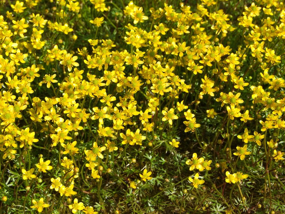 Лютик Гмелина Ranunculus gmelinii DC.