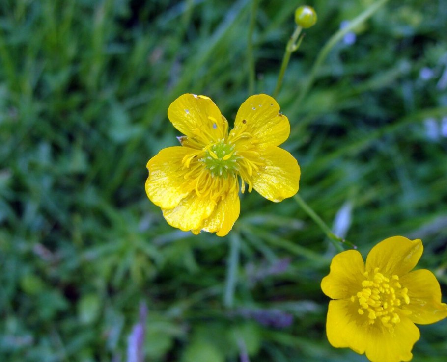 Лютик клубненосный