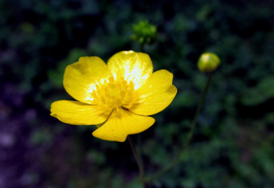 Лютик луковичный