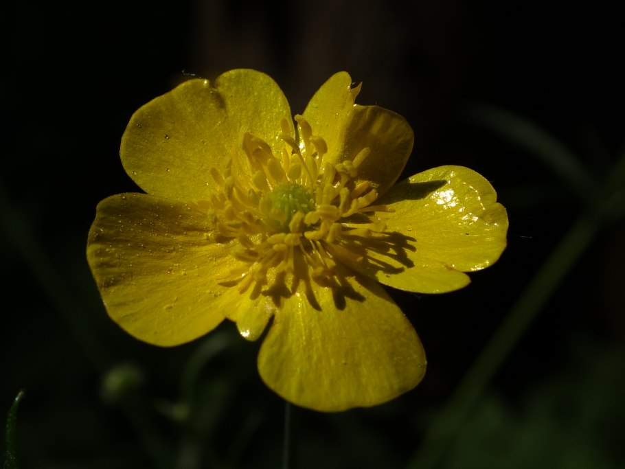 Лютик болотный ( ranúnculus)