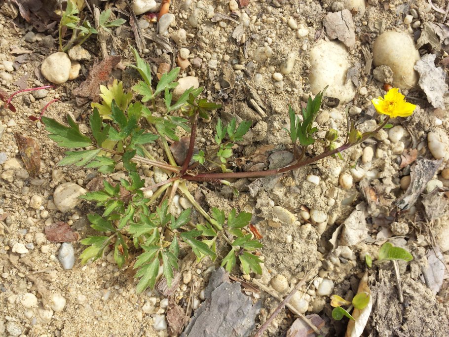 Ползучий сорняк монетчатый