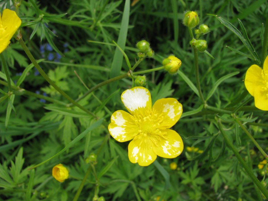 Лютик многоцветковый (ranunculus polyanthemos)