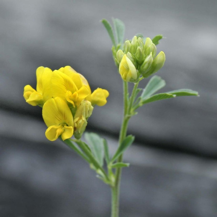 Лютик Гмелина Ranunculus gmelinii DC.