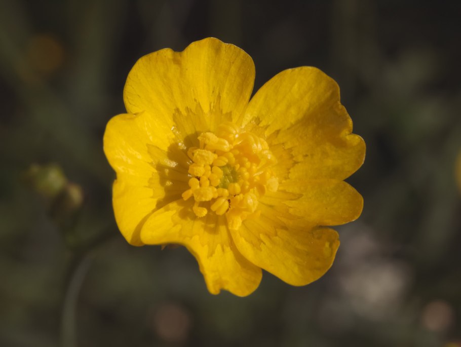 Лютик елены