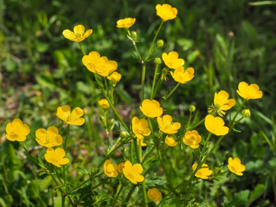 Лютик ядовитое растение