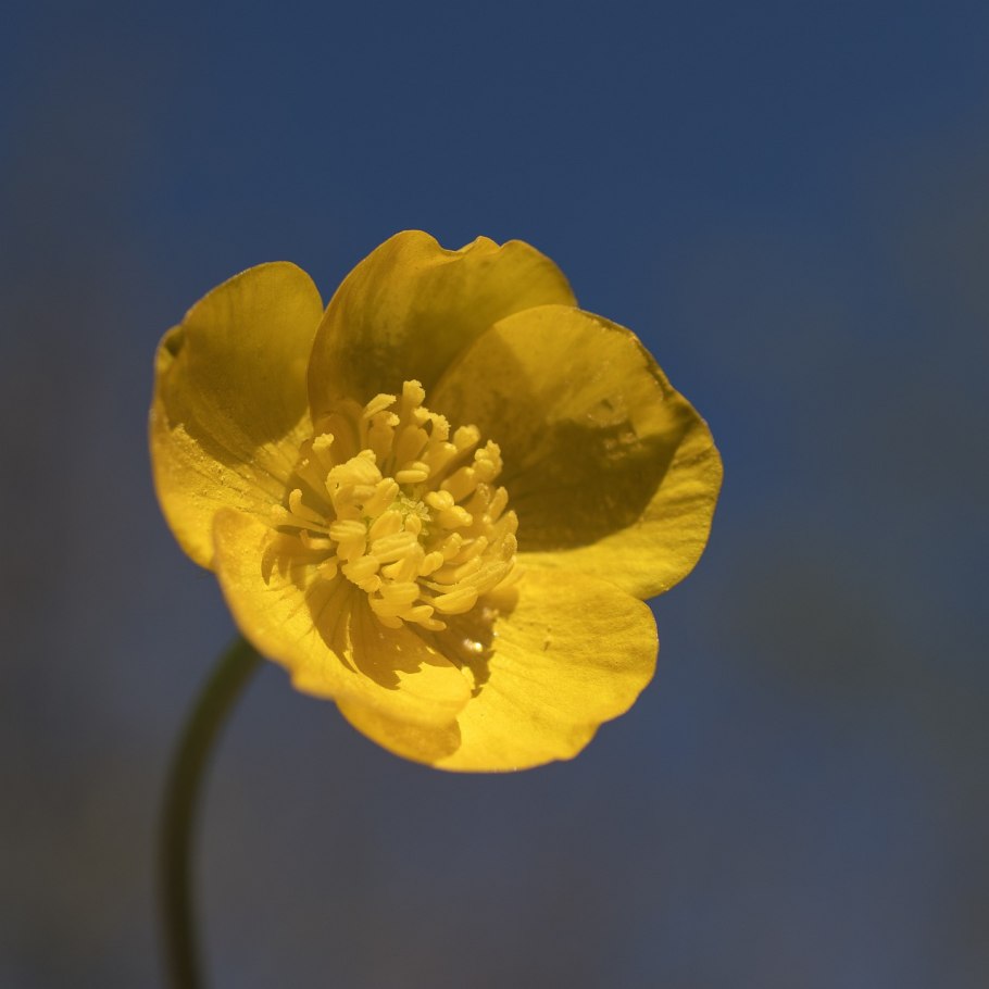 Лютик луговой