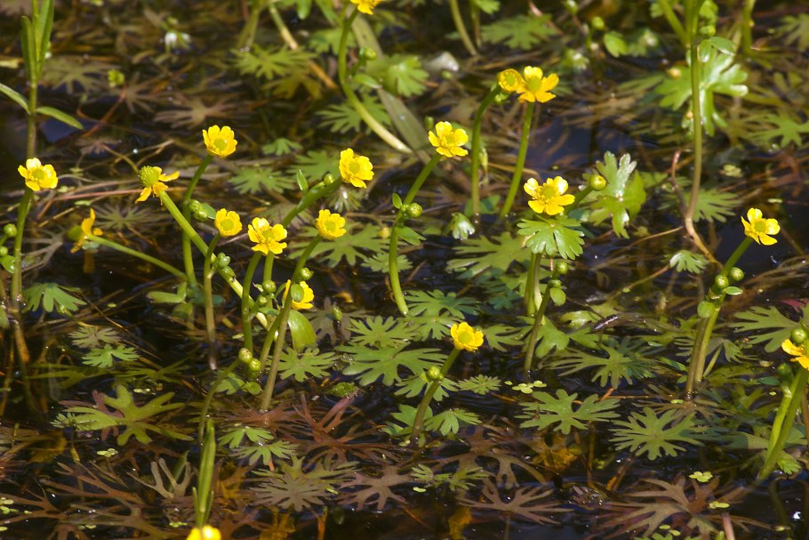 Лютик многолистный (Ranunculus polyphyllus)