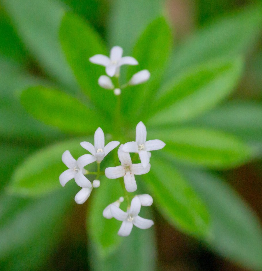 Подмаренник душистый