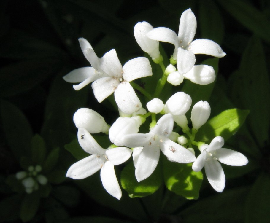 Мареновые (Rubiaceae) Древов