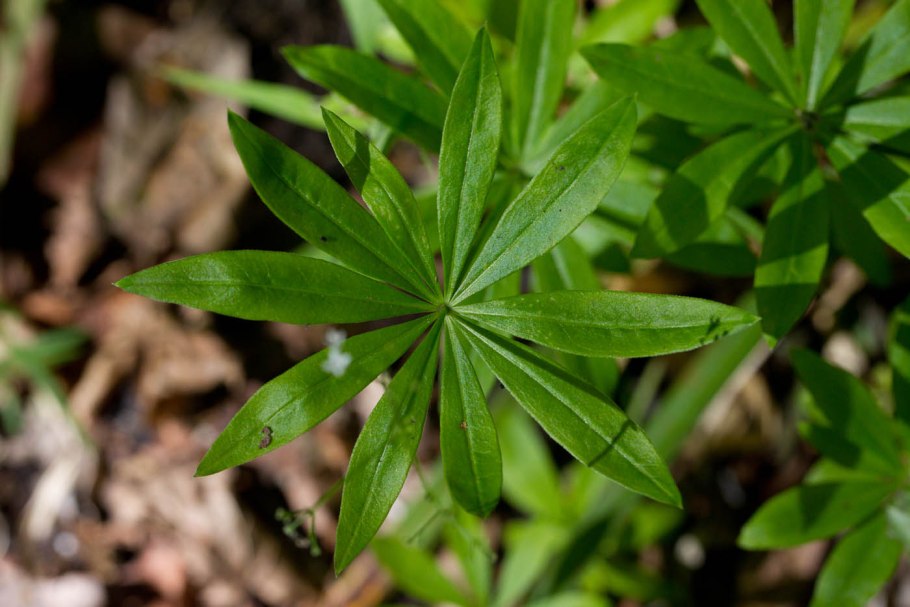 Подмаренник Galium odoratum