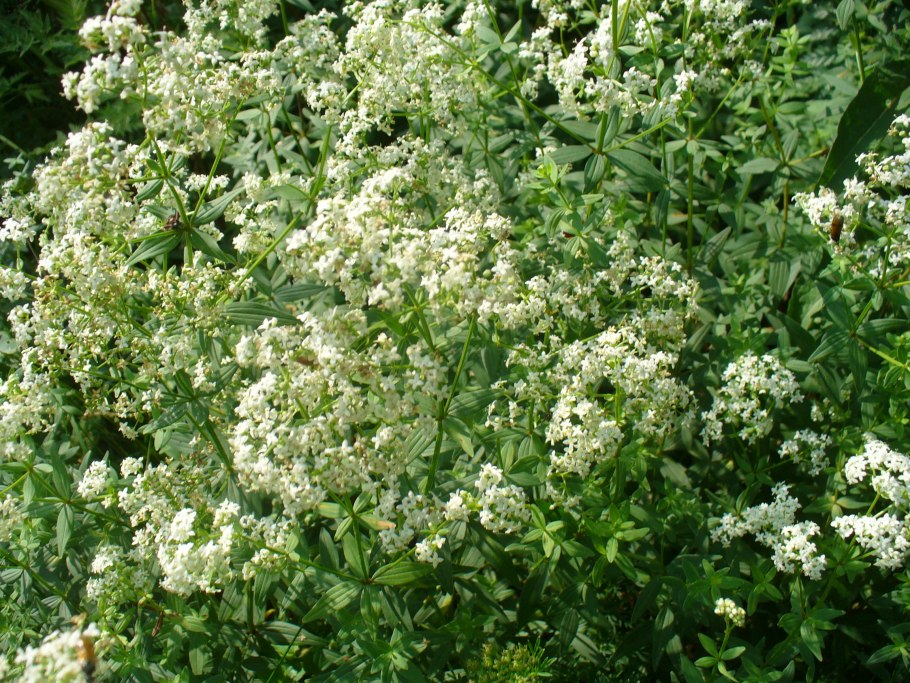 Мареновые семейство представители