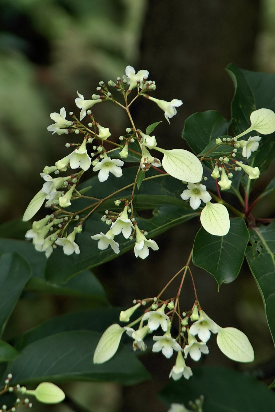 Ixora coccinea