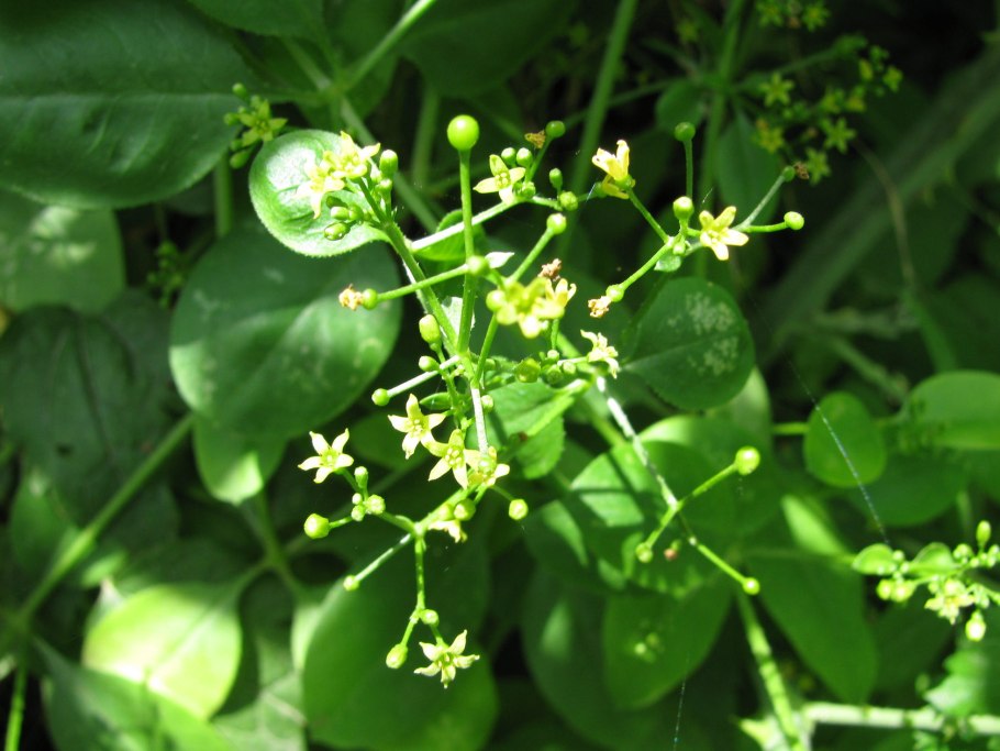 Кофейное дерево Канефора