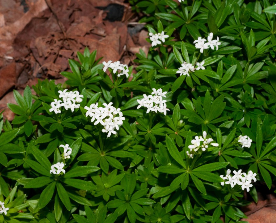 Подмаренник душистый