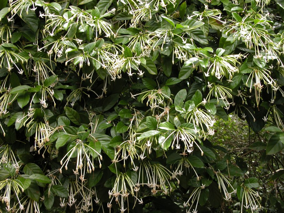 Rubiaceae- Мареновые