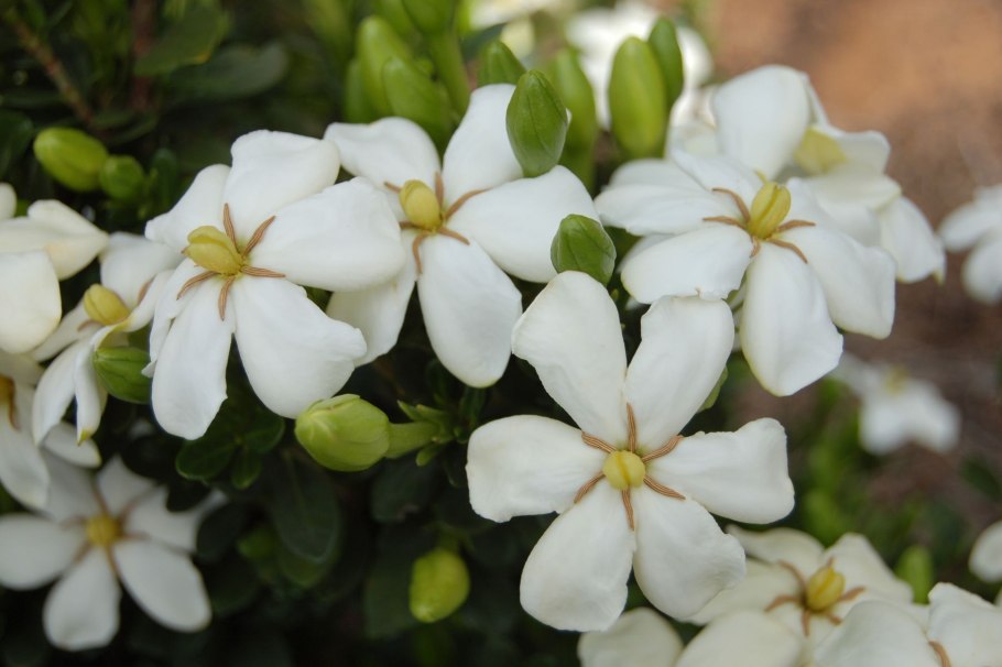 Gardenia jasminoides