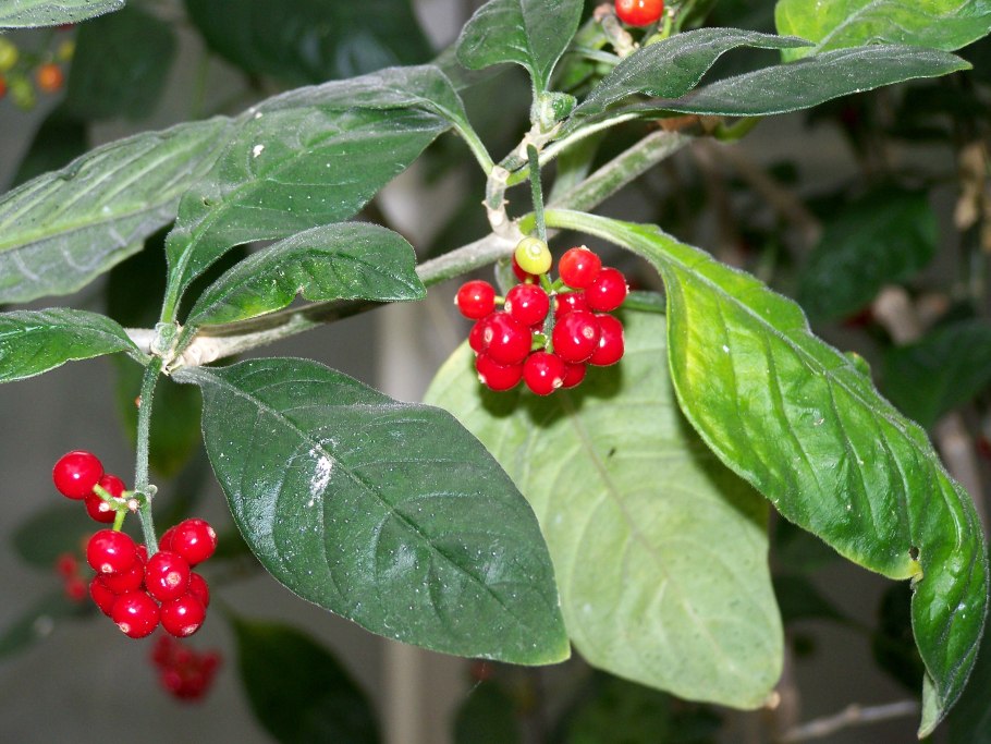 Psychotria punctata