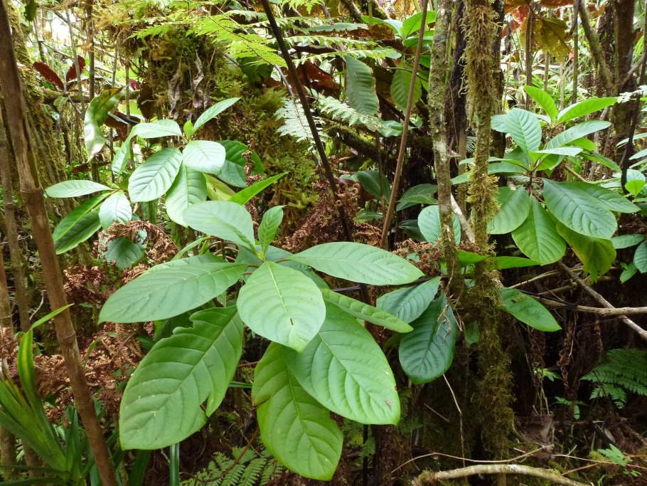 Иксора Эрика