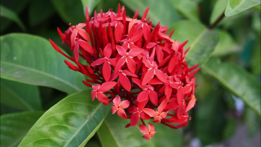 Ixora coccinea
