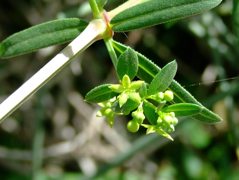 Марена красильная