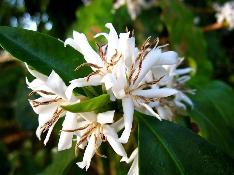 Rubiaceae- Мареновые