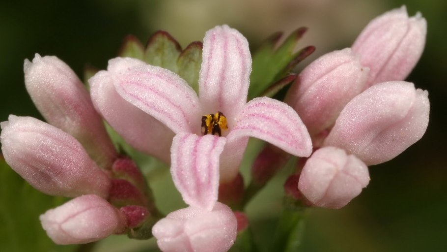 Mussaenda macrophylla