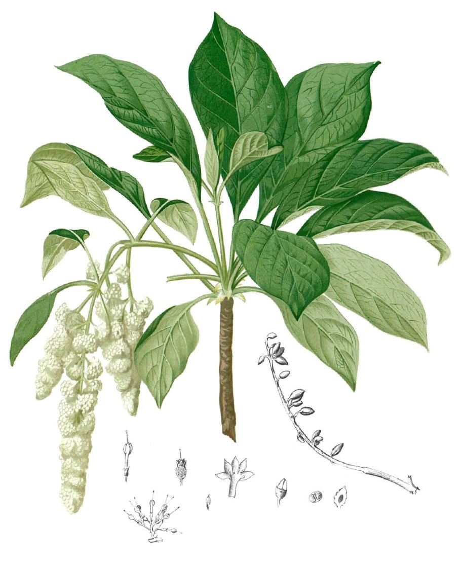 Подмаренник Плантариум