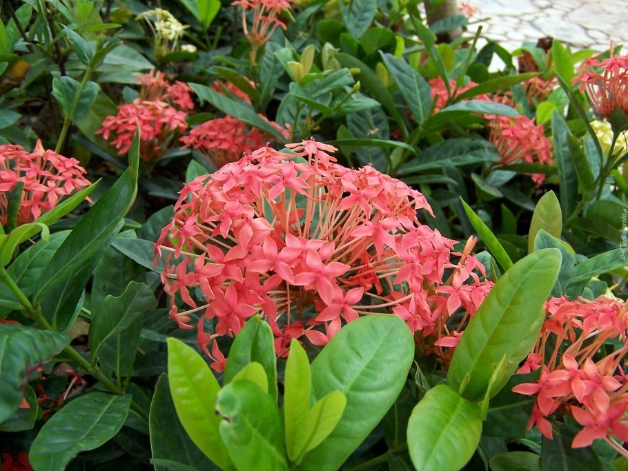 Ixora chinensis