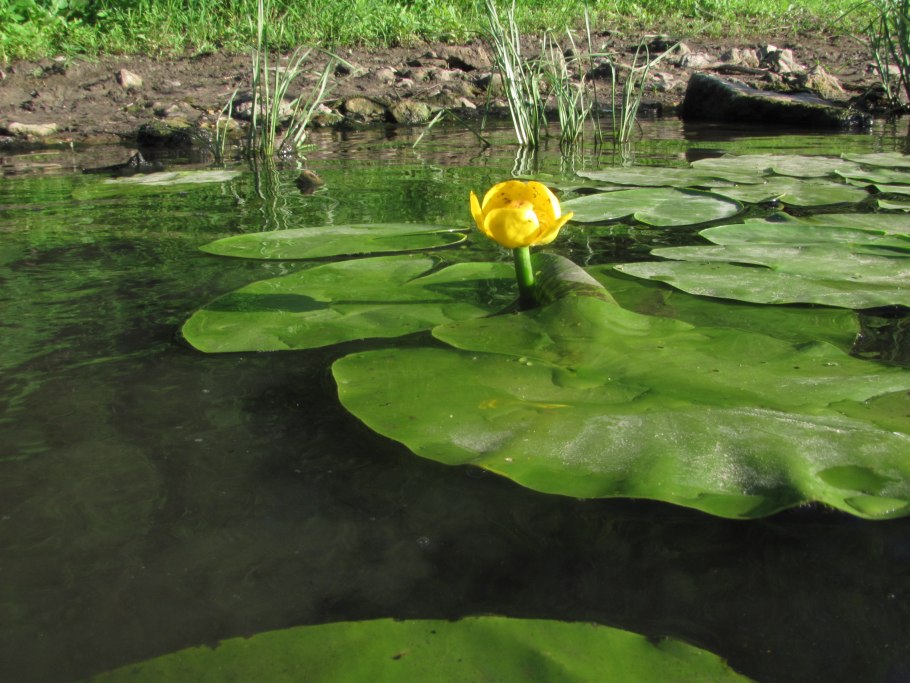 Осока гигрофит