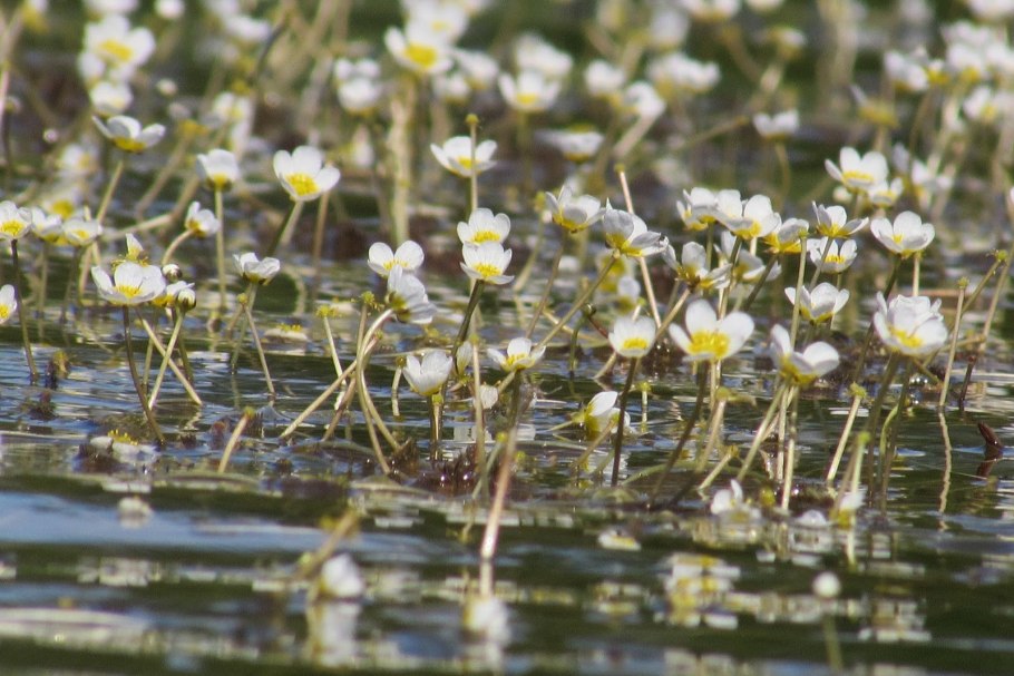 Ситник водное растение рогоз