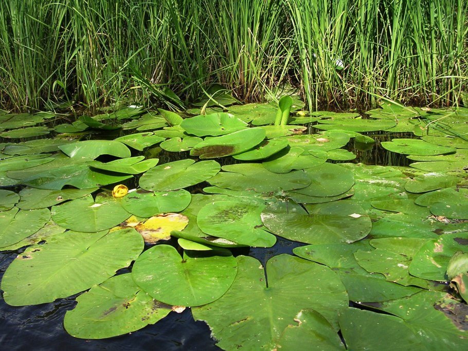 Стрелолист Sagittaria sagittifolia