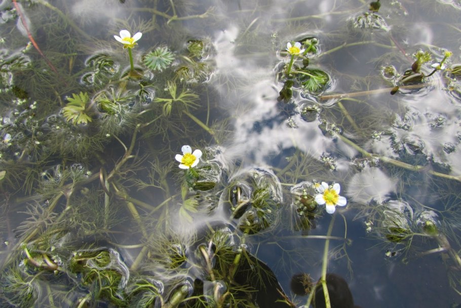 Рдест пронзеннолистный