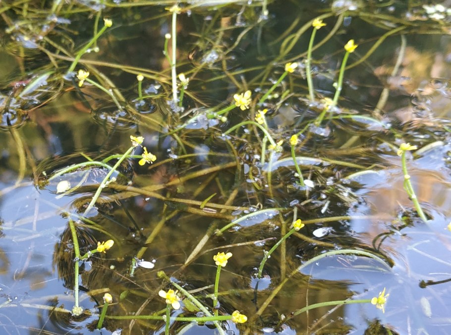 Растения возле воды